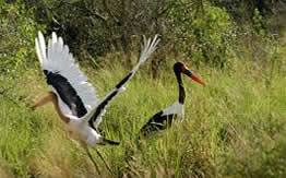 Murchison Falls Wildlife safari Uganda 