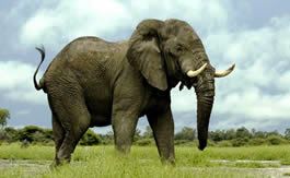 elephants in Uganda wildlife tour