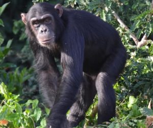 Chimpanzee vs man