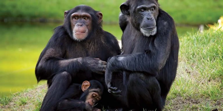 Chimpanzee Tracking in Uganda