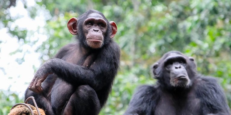Chimpanzee Tracking Tours