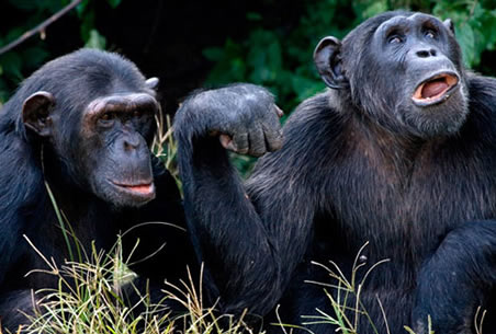 chimpanzee Viewing in Ngamba Island