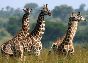 Giraffes