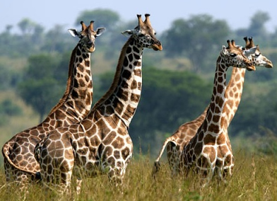 Wildlife viewing in Murchison Falls National Park Uganda