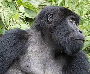 Gorilla Trekking Tours Rwanda