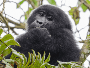 Gorilla-safaris-Uganda....