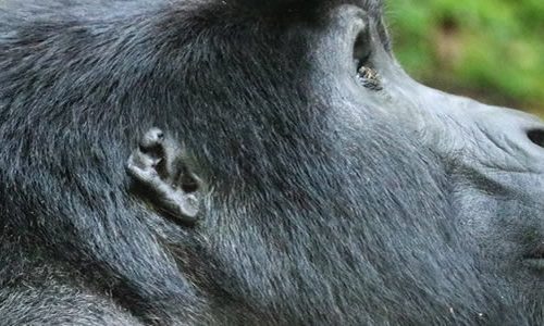 Gorilla trekking safari Uganda in Bwindi Forest National Park