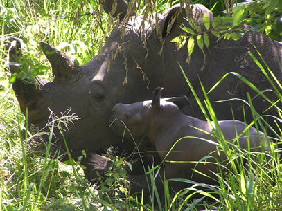 Ziwa Rhino Tracking