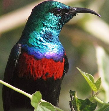 15 Days Uganda Birding Safari 