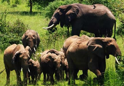 Wildlife Adventure Tour in Uganda