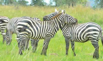 Kidepo National Park Uganda