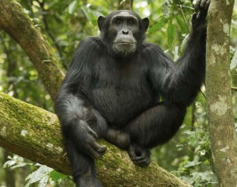 Chimpanzee Tours Uganda