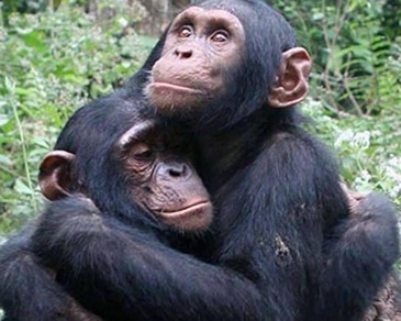 Chimpanzee Tracking