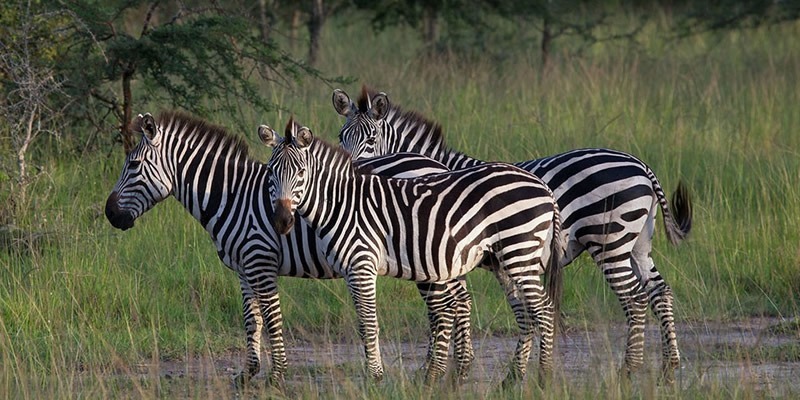 Lake Mburo National Park