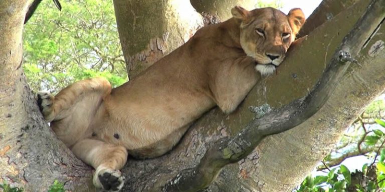 Tree Climbing Lions in Uganda
