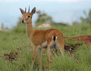 Wildlife at semliki National Park Uganda