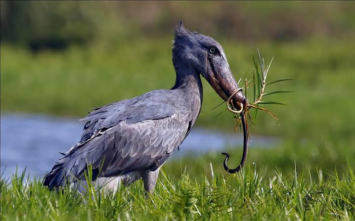 Shoebill at Queen Elizabeth National Park