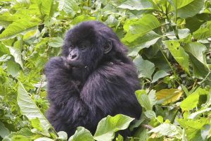 Baby Gorialla also looking at us as we looked at it - Volcanoes National Park June 2023
