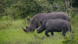 Our drive through Kidepo National Park paid off, we spotted a rhino mum and its baby walking through the grasses