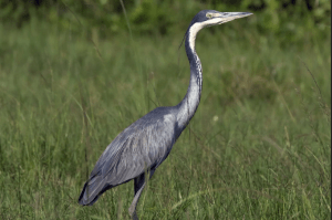 We couldn't resist the beauty of this Black-headed Heron as she walked in a swamp near Mabira Forest - Oct 2023