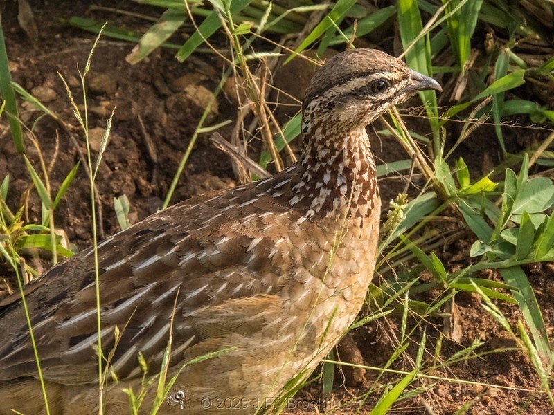 We spotted this little Broad-billed Roller at Lake Mburo National Park and everyone was mesmerized at her beauty, June 2018.