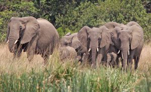 Enroute back to our lodge we met this Elephant Family and everybody’s was melted. Those female elephants keep their toddlers at the centre of the group to protect them from predators like lions – Jan 2018