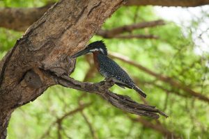 Our photographer captured this magnificent bird at - Murchison Falls National Park June 2023