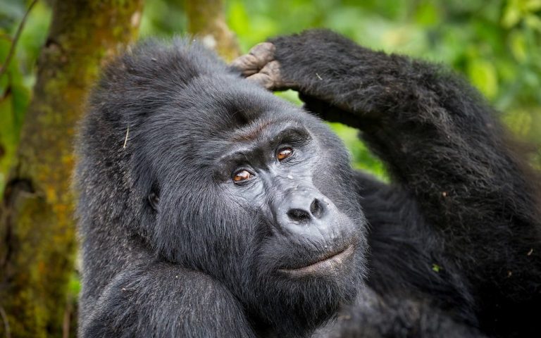 Stunningly beautiful gorilla staring at tourists at Ruhija Sector – Bwindi National Park