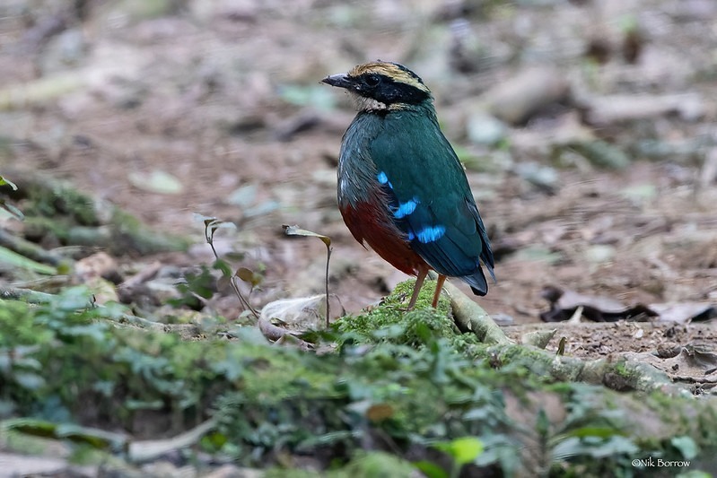 This Green Breasted Pitta was photographed in Kibale National Park while we were on a game drive - April 2018