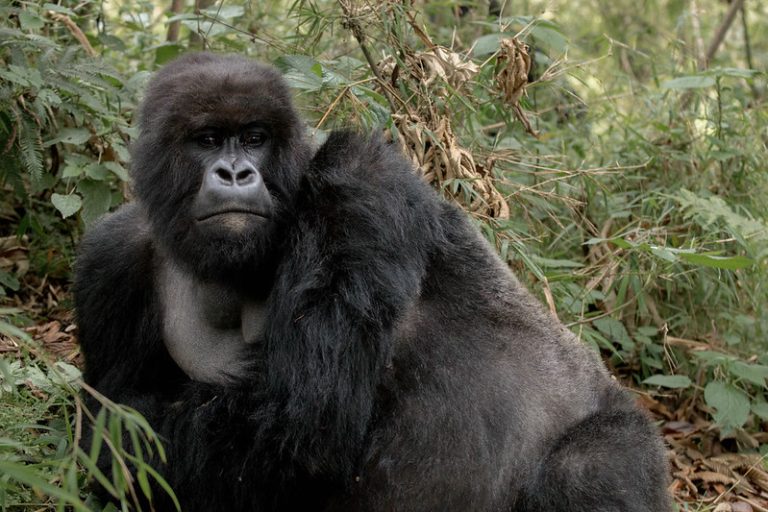 A handsome silverback gorilla seemed to have intentionally posed for a photo after seeing our cameraman -Volcanoes National Park – Jan 2023