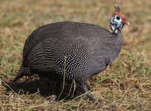 Helmeted Guineafowl - Numida meleagris, looked at us with her adorable us – Lake Mburo National Park – July 2024