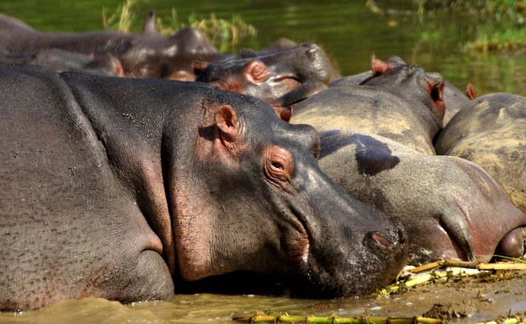 We got very close to these large hippos at Kazinga Channel – Queen Elizabeth National Park