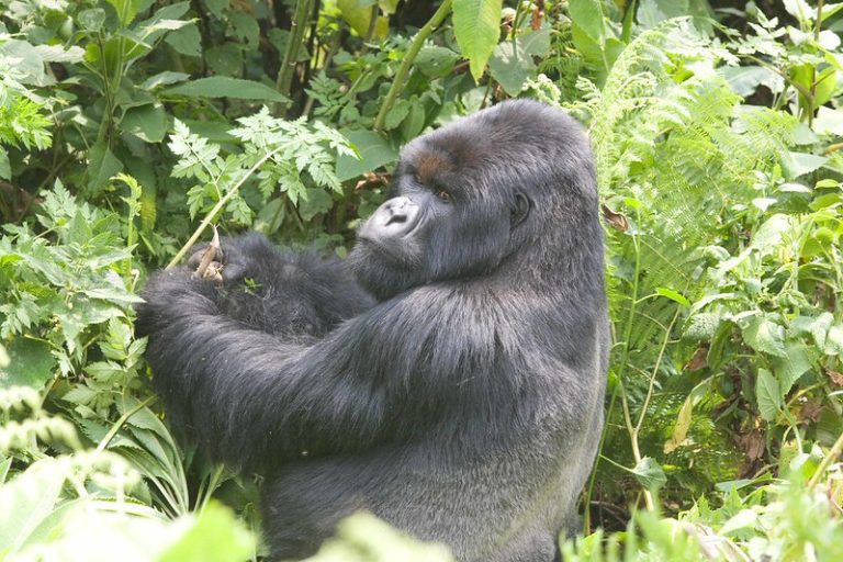 Huge silver back gorilla looking all bossy - Volcanoes National Park 2017
