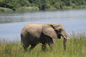 A Juvenile Male Elephant walks along Kazinga Channel – Tourist game drive Queen Elizabeth National Park, Feb 2023