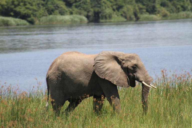 A Juvenile Male Elephant walks along Kazinga Channel – Tourist game drive Queen Elizabeth National Park, Feb 2023