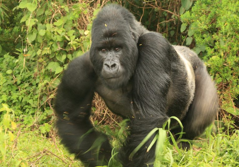 A massive silverback gorilla patrolled its territory while we took photographs. The magnificence of their beauty is unparalleled – Volcanoes National Park, Jan 2023