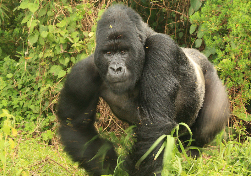 A massive silverback gorilla patrolled its territory while we took photographs. The magnificence of their beauty is unparalleled – Volcanoes National Park, Jan 2023
