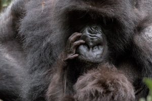 As you can see, we got to witness the affectionate motherly love of a mother Gorilla towards her baby in Volcanoes National Park - Rwanda, January 2023