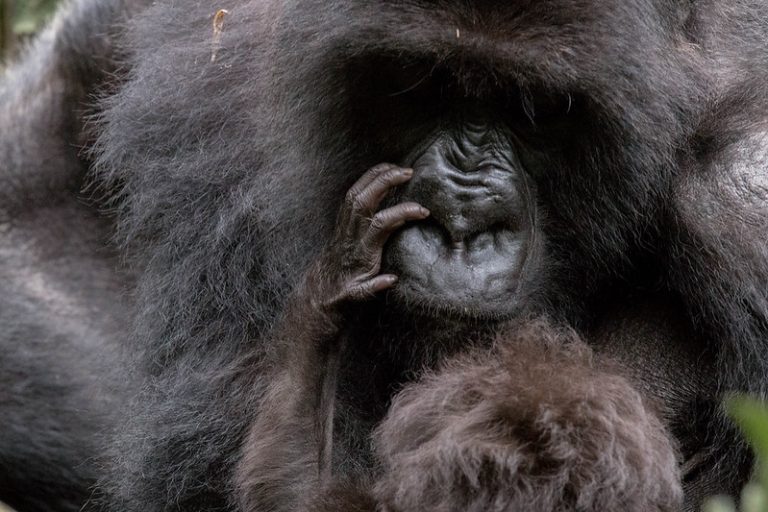 As you can see, we got to witness the affectionate motherly love of a mother Gorilla towards her baby in Volcanoes National Park - Rwanda, January 2023