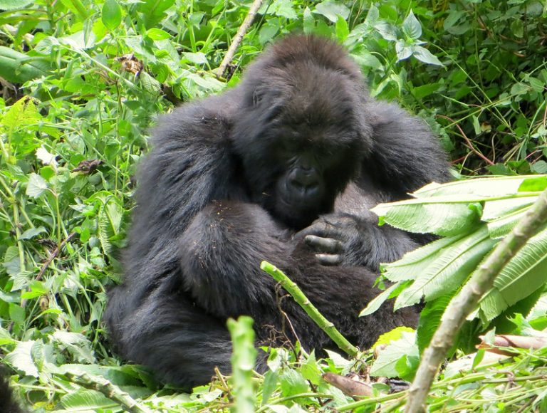 A mother gorilla tenderly nursing her baby as we watched calmly and admired their mother-baby bond – Volcanoes National Park, Jan 2023