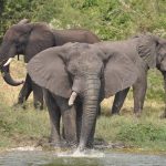 We viewed huge African Elephants - Queen Elizabeth National Park
