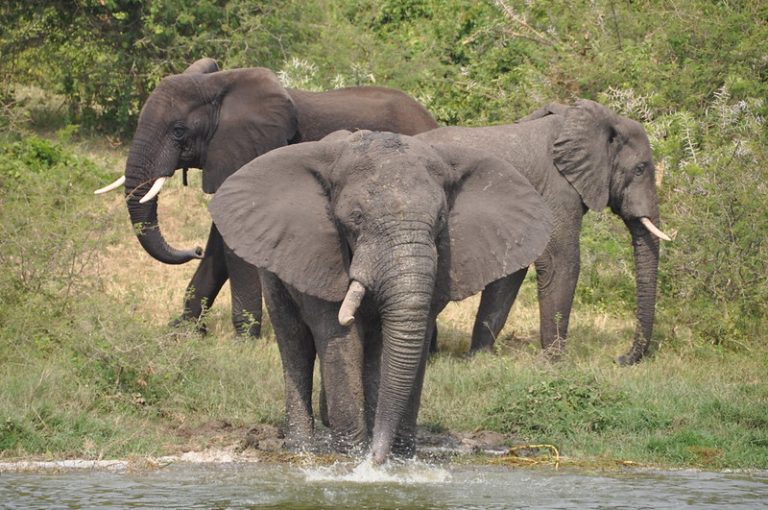 We viewed huge African Elephants - Queen Elizabeth National Park