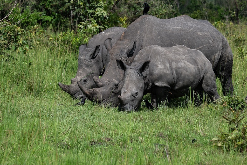 Three rhinos grazing at Ziwa Rhino and Wildlife Ranch