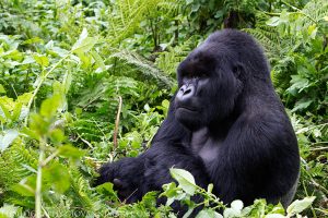 A silverback gorilla seemingly pondering on what to do next - Volcanoes National Park