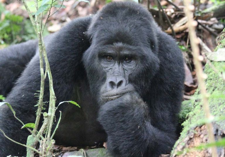 A tourist takes a picture of a gorilla seemingly thinking - Bwindi National Park, Buhoma Sector