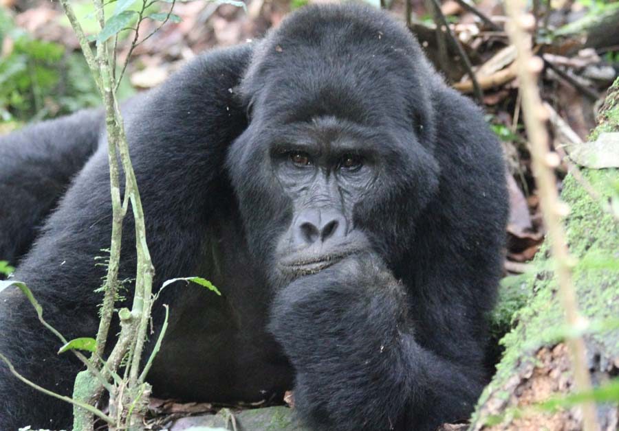 A tourist takes a picture of a gorilla seemingly thinking - Bwindi National Park, Buhoma Sector
