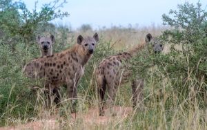 We saw three large, beautiful, and healthy hyenas looking for prey in Murchison National Park, Jan 2023. Their physical appearance evidently showed an abundance of prey in this region and probably a lack of competition.