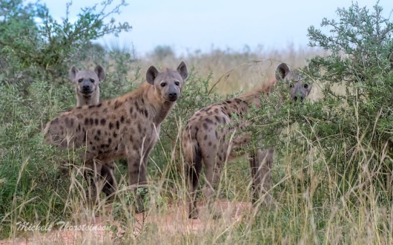 We saw three large, beautiful, and healthy hyenas looking for prey in Murchison National Park, Jan 2023. Their physical appearance evidently showed an abundance of prey in this region and probably a lack of competition.