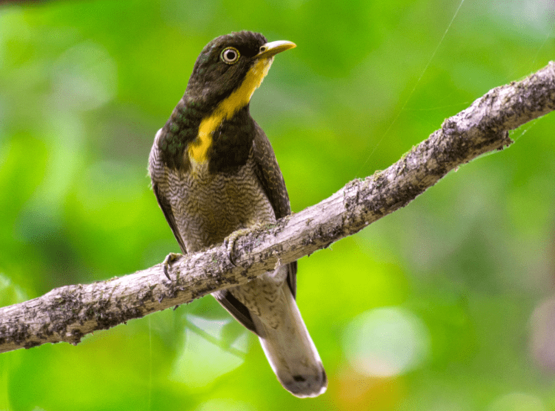 This Yellow-throated Cuckoo was photographed by our photographer at Semuluki National Park, it is such a beautiful bird – Jan 2018