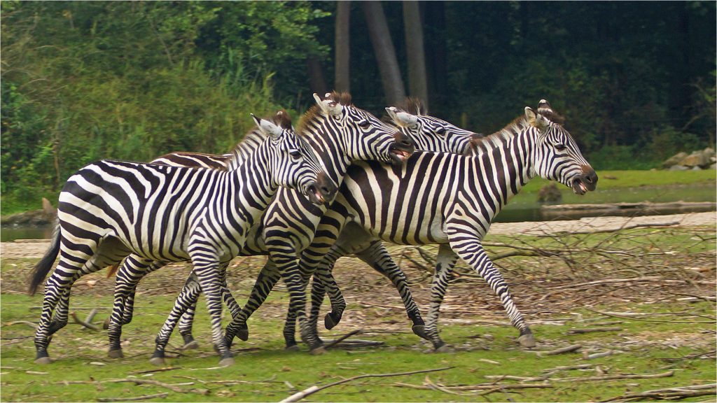 Zebras playing - Lake Mburo National Park, Uganda
